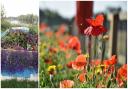 7,000 bulbs, 1,000m2 of wildflower strips, 600 metres of native hedging and 120 lavender plants are just some of the installations along the River Great Ouse.