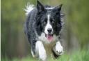 Darcy the collie, who inspired her owner Nigel Wallace to take up dog photography