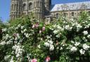 One of the Ely gardens that opened to the public on June 4.