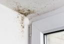 Look out for musty smells or mould spots on walls, ceilings or around windows