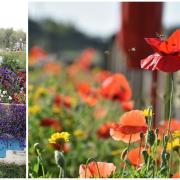 7,000 bulbs, 1,000m2 of wildflower strips, 600 metres of native hedging and 120 lavender plants are just some of the installations along the River Great Ouse.