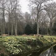 This weekend brings a chance to see thousands of daffodils when Landwade Hall near Fordham opens its grounds to the public.