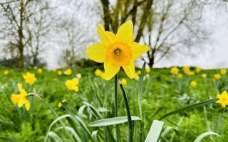 Claire O'Connor took her 'Spring' photo in Ely.