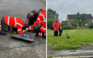 The ducklings were rescued from the manhole.