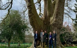 The ancient plane tree in the grounds of King’s Ely School will be open to the public this Sunday (September 15) as part of Heritage Open Weekend.