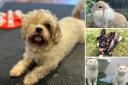 Could you give any of these Essex RSPCA pets a home?