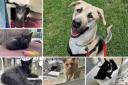 Could you give any of these Dorset RSPCA pets a home?