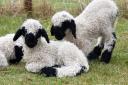 Four-day-old Valais Blacknose lambs named Lydia, Lola and Lilibet at Wighton, near Wells