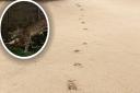 Footprints and pictures of big cats have been captured around Hertfordshire.