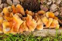 Dog owners across Cambridgeshire are being warned about the potential dangers of mushrooms and fungi.