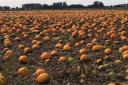 Located in Wisbech, Fen Farming has been supplying pumpkins to Aldi since 2013,