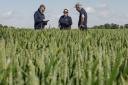 Members of the AHDB's Recommended List team inspecting a winter wheat trial