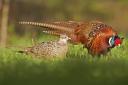 A Lakenheath field can be used to house 15,000 pheasants