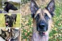 Can you help any of these Essex RSPCA pets find a home?