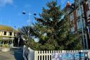 The tree has taken pride of place in Clacton Town Square