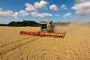 Average farm business incomes for cereal growers fell by 73pc in 2023/24, according to Defra figures