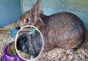 Lucky (main picture) and Fluffy (inset) were two of the rabbits stolen from a home in Soham between May 15 and May 16.