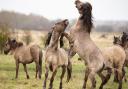 Konik ponies fight for dominance as the foaling season begins at the National Trust's Wicken Fen Nature Reserve.