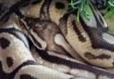 Meatball, a royal ball python, escaped its home in Wilburton last month.