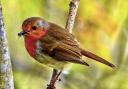 Gerry Brown captured this image at the Somersham Nature Reserve.