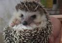 Now recovered, Pico was a patient at Heather's Hedgehog Hostel