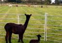 Mum Cilla and baby Luna happy at their Littleport Alpaca farm