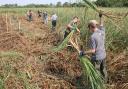 Harvesting sedge for thatching at Wicken Fen National Nature Reserve