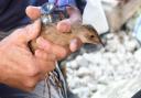 A corncrake chick undergoing a health check before being released into the wild