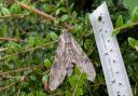 Sam measured the moth with a ruler.