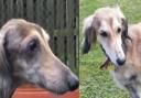 Most of the stray dogs kennelled from East Cambridgeshire so far this year have been lurchers.