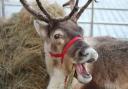 Comet the reindeer is coming to Ely