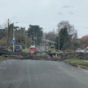 The tree has blocked a road in Mildenhall, west Suffolk