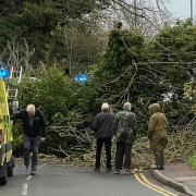 The giant tree fell on Station Road in Melbourn, south-west Cambridgeshire.