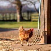 Bird flu has been identified at a premises near Ely (File picture)