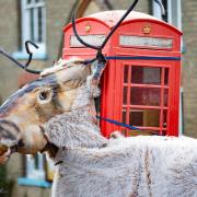 Rudolph the Red-Nose Reindeer arrived at a disused phone box in Prickwillow on December 1.