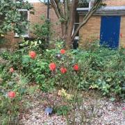 Air cadets from the 1094 (Ely) Squadron have been asked to help maintain a RAF memorial garden at the city's Princess of Wales Hospital.