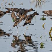 Wigeons take flight at WWT Welney, which has been named as one of the world's best wetland centres.