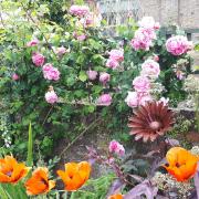 One of the gardens in Ely that will be open to the public.