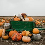 Here is a list of some of the best locations to pick that all-important pumpkin in Cambridgeshire before October 31.