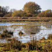 Rangers at the nature reserve have turned on the taps across the site to create a winter wetland habitat for wildfowl on the low-lying land.