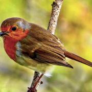 Gerry Brown captured this image at the Somersham Nature Reserve.