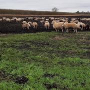 These ram-raiders blocked the road between Isleham and Prickwillow.