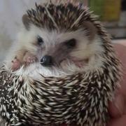 Now recovered, Pico was a patient at Heather's Hedgehog Hostel