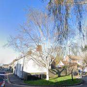A Tree Preservation Order (TPO) has been placed on this Himalayan Birch Tree in Broad Street, Ely.
