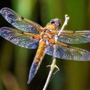 The wildlife site will join 23 other special places across the UK where dragonflies and damselflies thrive