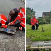 The ducklings were rescued from the manhole.