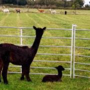 Mum Cilla and baby Luna happy at their Littleport Alpaca farm