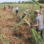 Harvesting sedge for thatching at Wicken Fen National Nature Reserve