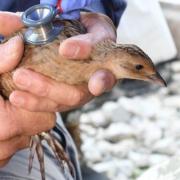 A corncrake chick undergoing a health check before being released into the wild