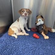 Six puppies were found abandoned in Station Road between Welney and Ten Mile Bank on different days during the same week.